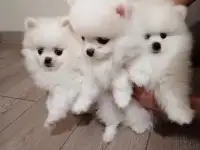 Лучше друга нет на свете, фотография 11