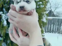 Щенки хаски., фотография 2