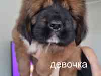 Щенки Тибетского Мастифа, фотография 5