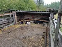 Вьетнамские поросята, фотография 5