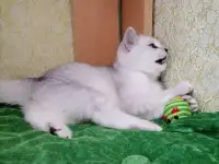 Британские серебристые котята, фотография 2