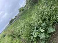 дом с участком 50 соток, Крошинский сельсовет, деревня Ольсевичи, фотография 4