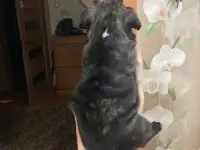 Французский бульдог, фотография 3