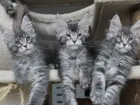 Котята мейн кун ждут Вас!, фотография 4