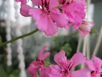 Продаю цветы, фотография 3