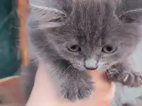 Дарю котят, фотография 4