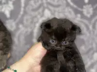 Шотландские котята, фотография 3