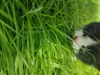 Котята (3 недели), фотография 7