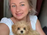 Мальтипу минии микро мальтипу ф1 Корея только у нас, фотография 2