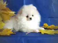 Померанский шпиц, щенки. Мини мишки, фотография 2