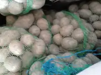 Продам крупный картофель сорт Гала по70к.