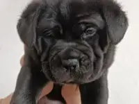 Мальчик Кане-Корсо, фотография 2