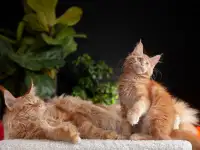 Девочка породы Мейн-кун, фотография 9