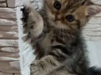Британские котята