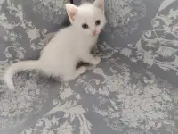 Красивые котята в дар