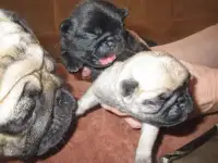 Щенок мопса девочка, фотография 2