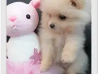Шпиц померанский