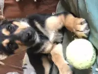 немецкая овчарку СРОЧНО!!! бесплатно