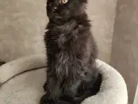 Котятa Мейн Куны из серцифицированного питомника, фотография 5
