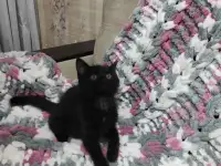 Котята в добрые руки, фотография 3