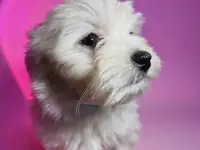 Щенки мальтезе, фотография 4