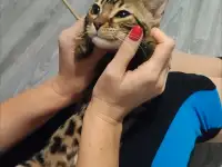Бенгальский котенок девочка, фотография 5