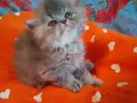 Экзотические плюшевые короткошетстные мраморные котята, фотография 7