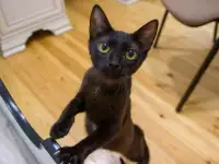 Черная кошечка котенок Фелиция в поисках семьи и дома!