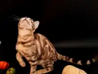 Бенгальские котята, фотография 3
