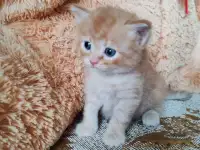 Британские котята, фотография 4