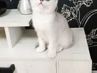 Шотландский котенок, фотография 2