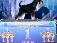 Щенки, фотография 2