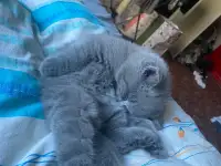 Шотландские котята, фотография 4