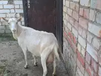 Козы дойные