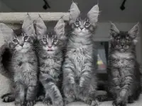 Мейн-кун котята, фотография 3
