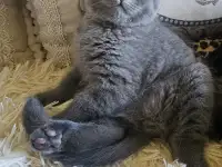 Шотландский котёнок, фотография 3