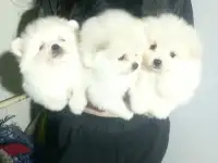 Померанский шпиц щенки