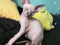 Котята девочки Канадский сфинкс, фотография 9