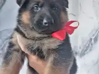 Яркие, костистые щеночки немецкой овчарки, фотография 2