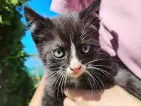 Забавные котята ищут добрые руки, фотография 12