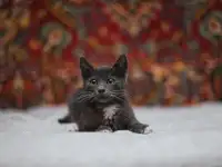 Маленький котенок Фунтик ищет дом!, фотография 10