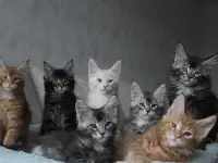 Мальчики мейн-куны., фотография 2