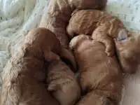 Щенки той-пуделя продажа, фотография 4
