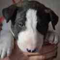Бультерьера щенки, фотография 1