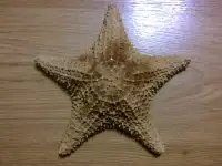 Морская звезда чучелоТорг, фотография 3