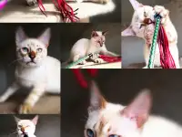 Бенгальские котята, фотография 7