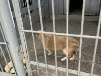 Пес Сириус, фотография 2