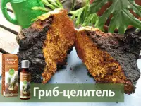 БЕРЕЗОВАЯ ЧАГА ГРИБ(лечебный чай) Доставка  Могилев и район., фотография 2