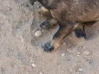 Щенки дворняшки в хорошие руки, фотография 3
