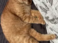 Котик в добрые руки, фотография 7